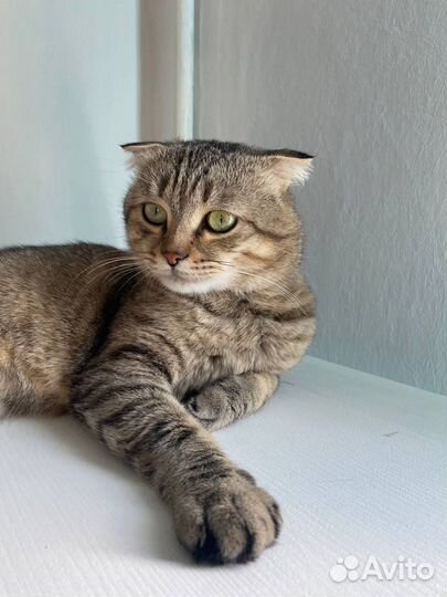 Шотландский вислоухий кот