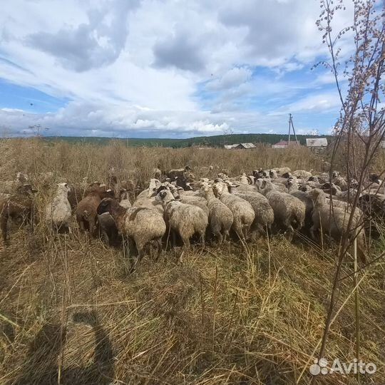 Овцы,бараны,ягнята, полукурдючные