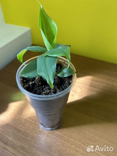 Банан, сорт киевский карлик