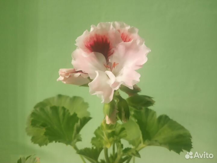 Пеларгонии сортовые