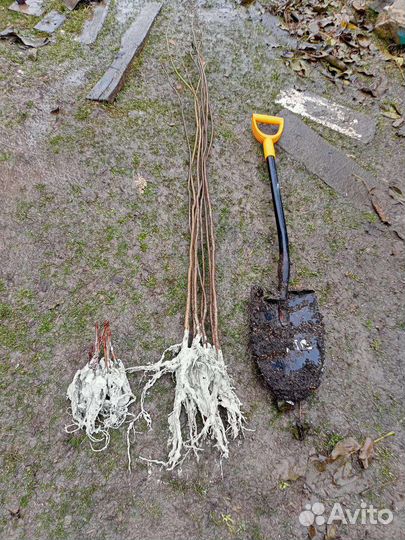 Катальпы Саженцы все размеры