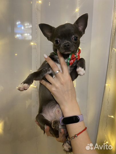 Вязка чихуахуа мальчик голубой