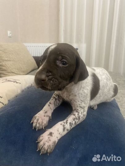 Щенки курцхаара