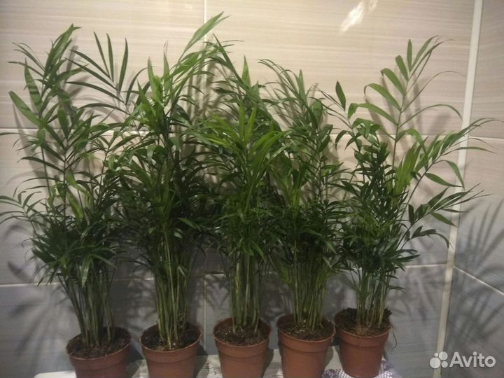 Цветы в горшках