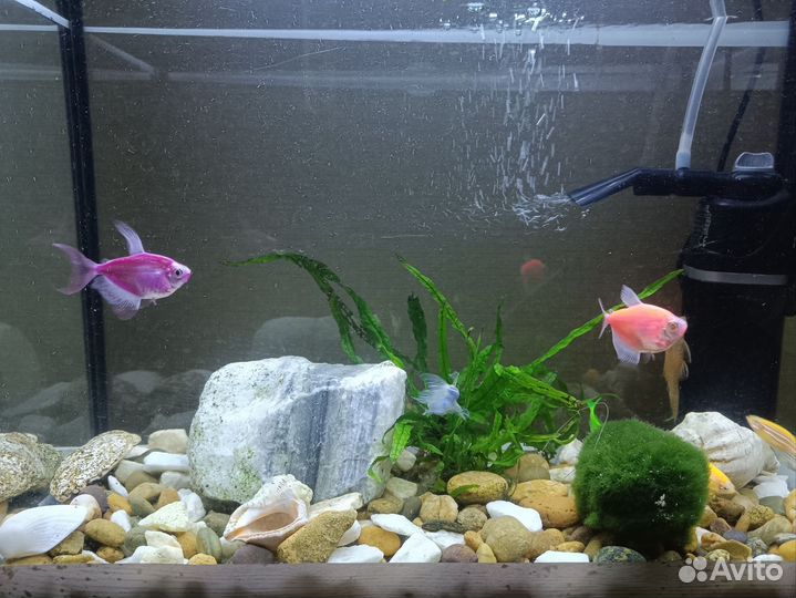 Аквариум 15 литров