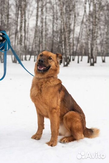 Послушный Кай ищет семью