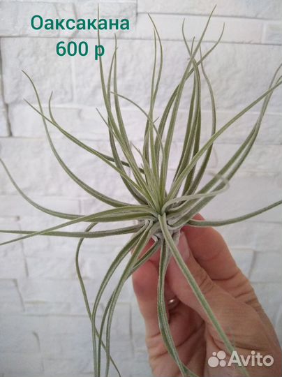 Тилландсии атмосферные ч.4 (средний размер)