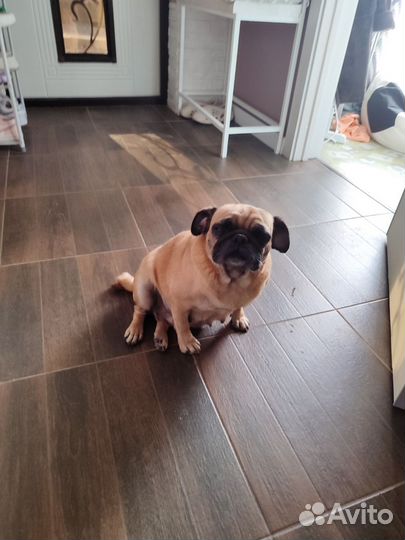 Собака мопс