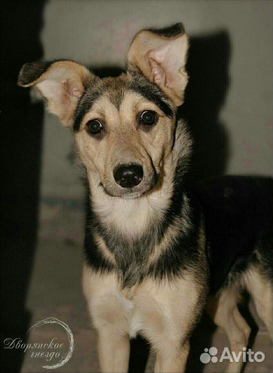 Собачка Ханна