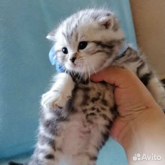 Шотландец вислоухий