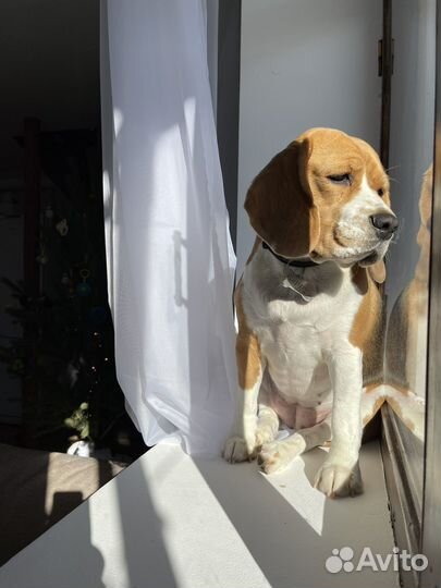 Прогулка с собакой