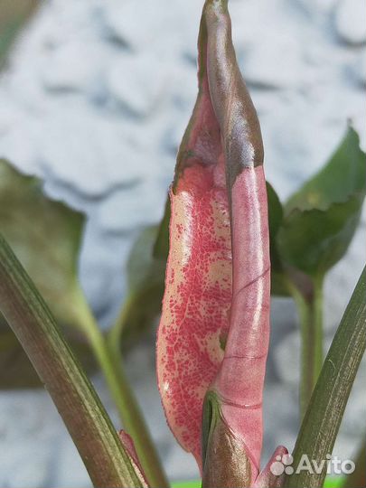 Сингониум клубничный лед