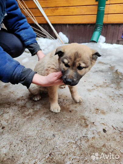 Щенок в добрые руки бесплатно