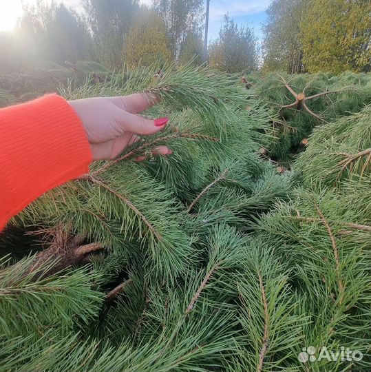 Свежие сосны с доставкой в Севастополь: новогодние