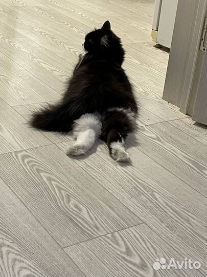 Отдам бесплатно кота