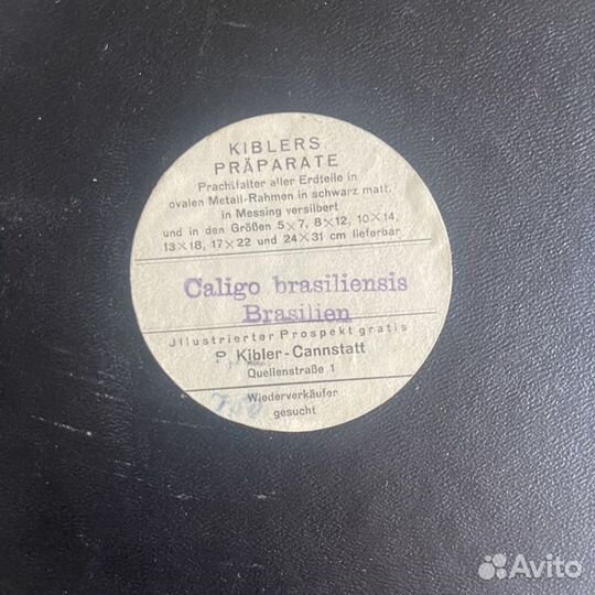 Бабочка под стеклом в рамке