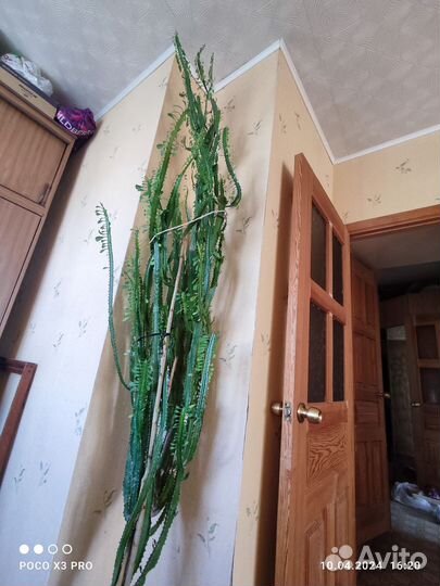 Кактус молочай