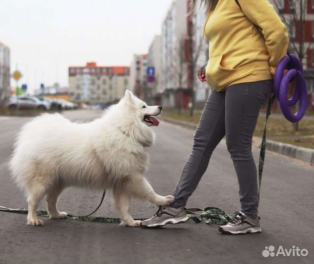 Погуляю с вашей собакой ЖК Красногорский/Малина