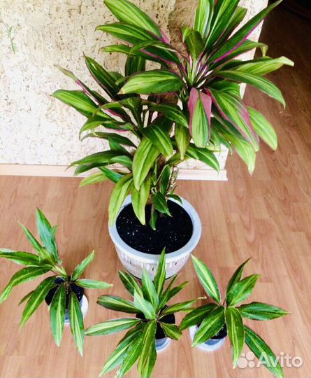 Кордилина Киви