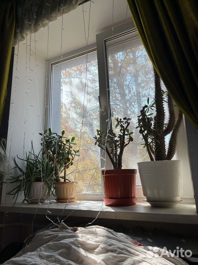 Комнатные растения цветы