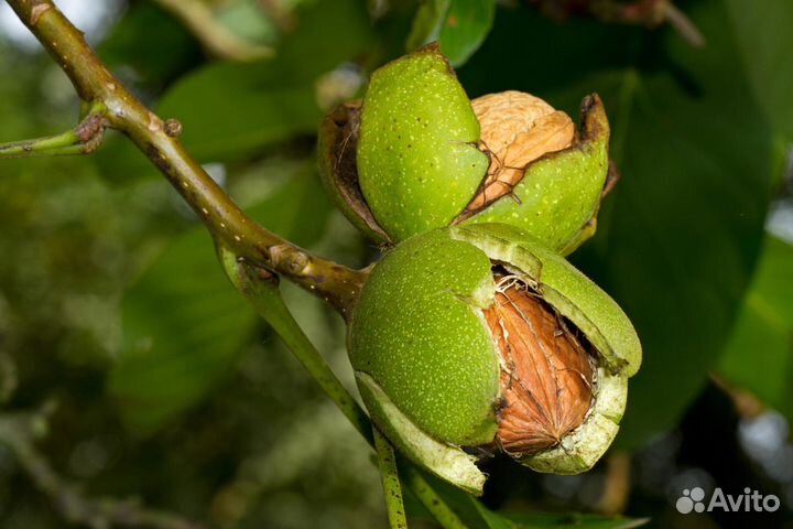 Грецкий орех + Саженцы