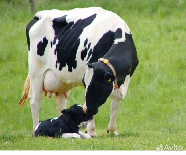 Искусственное осеменение коров и телок