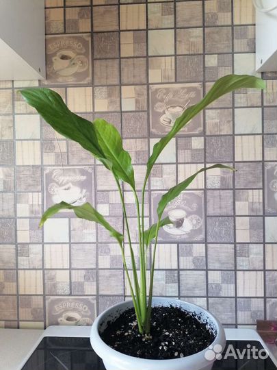 Спатифиллум (женское счастье)