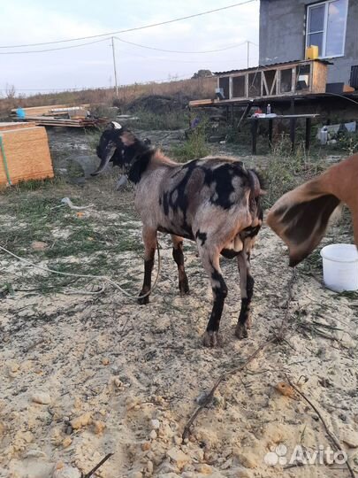 Англо-нубийская дойная коза, Англо нубийский козел