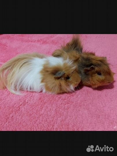 Морские свинки