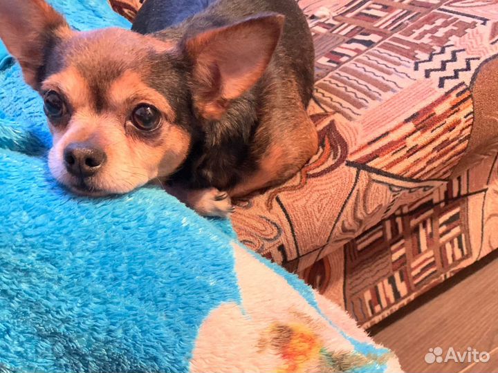 Щенки чихуахуа