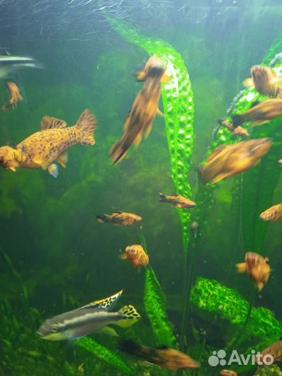 Аквариумные рыбки тигровые меченосцы