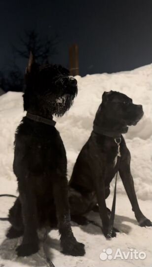 Передержка собак