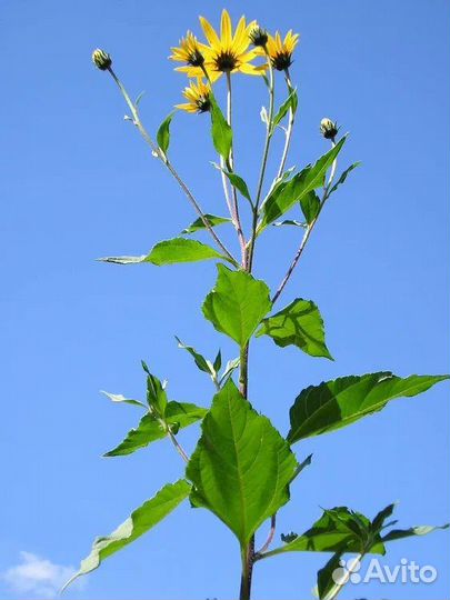 Топинамбур клубни