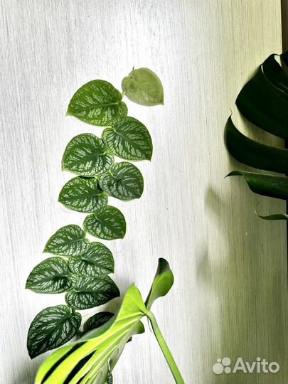 Монстера дубиа / monstera dubia