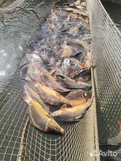 Малёк Карпа на зарыбление