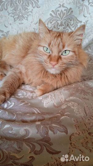 В добрые руки