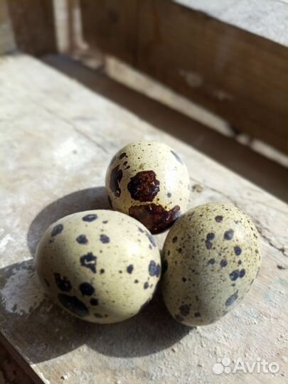 Яйца перепелиные