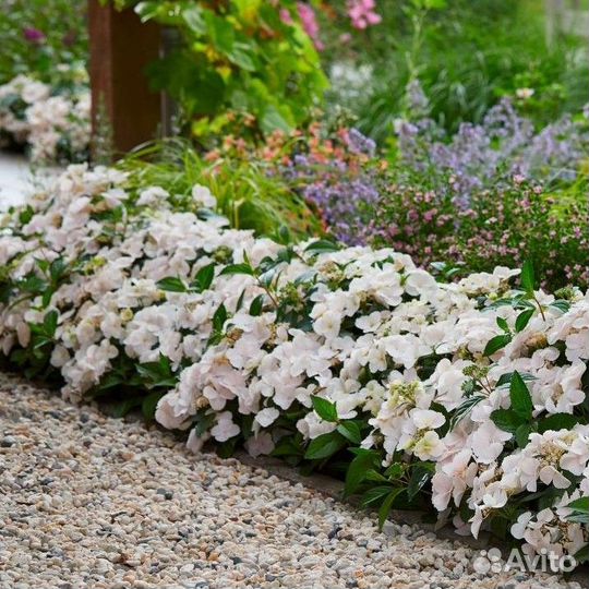 Гортензия Сбежавшая невеста саженцы
