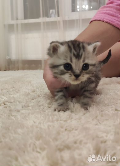 Шотландская кошечка