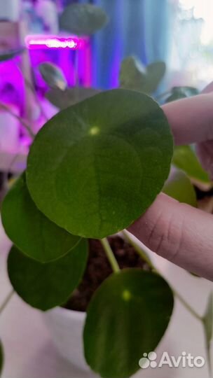 Пилея пеперомиевидная