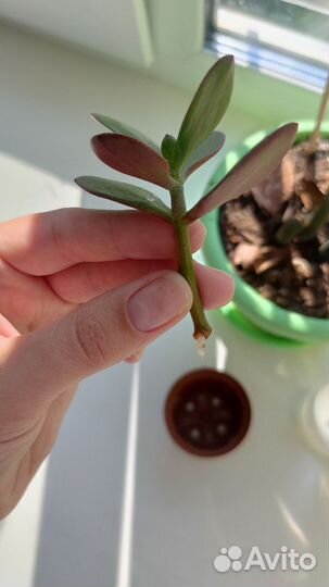 Крассула толстянка