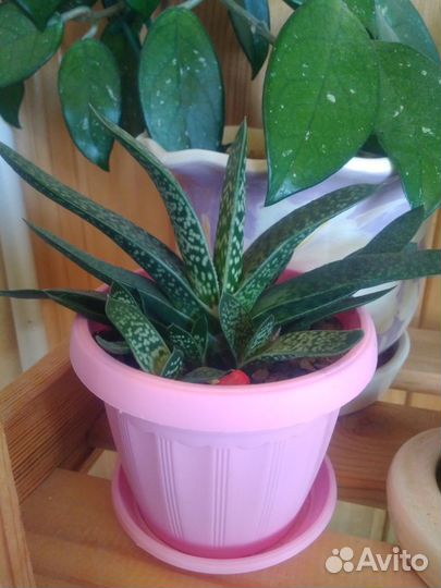 Комнатные цветы растения разные