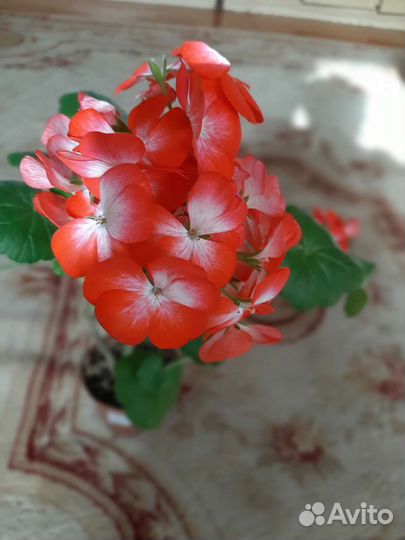 Пеларгония (герань), олеандр и др.комнатные цв