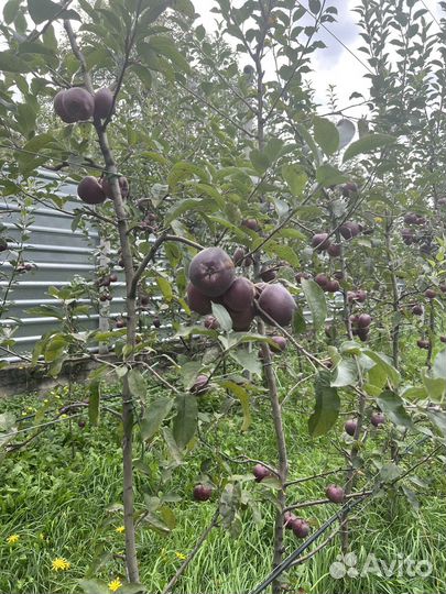 Яблоки рэд чиф