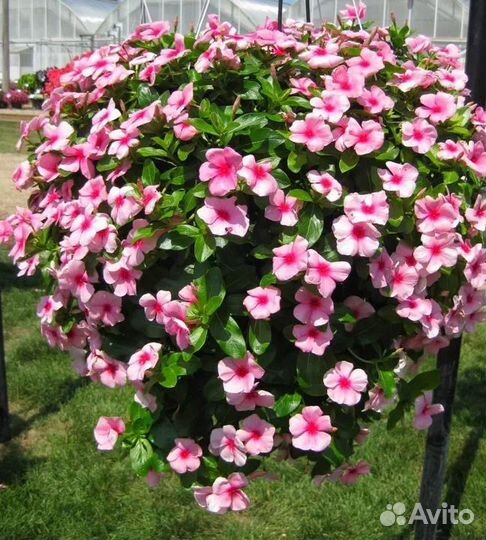 Катарантус семена