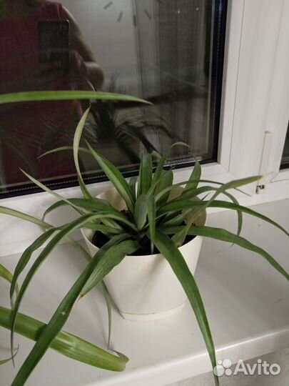 Ананас растение