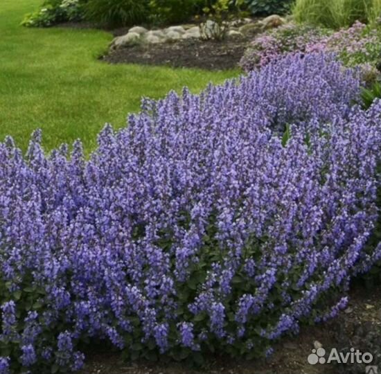 Котовник фассена