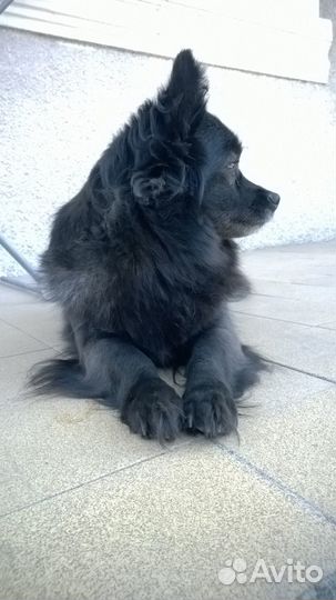 Немецкий шпиц девочка ищет жениха