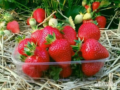 Рассада клубники. Альба и Азия