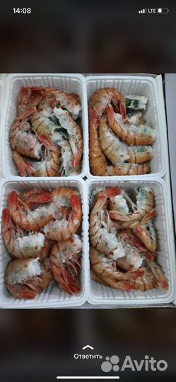 Дикая магаданская креветка,Ботан,медвежонок